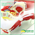 MUSCLE18 (12027) nouveau modèle d&#39;anatomie de muscle de jambe humaine de 23 parties pour l&#39;éducation scolaire 12027 d&#39;hôpital